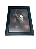 Framed Bird Photography Print, Red-Whiskered Bulbul, 24.13 x 34.29 cm, Black Frame