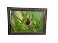 Red Avadavat Bird Photography Print, Woven Pattern, Nature Wall Art, 34 x 24 cm frame